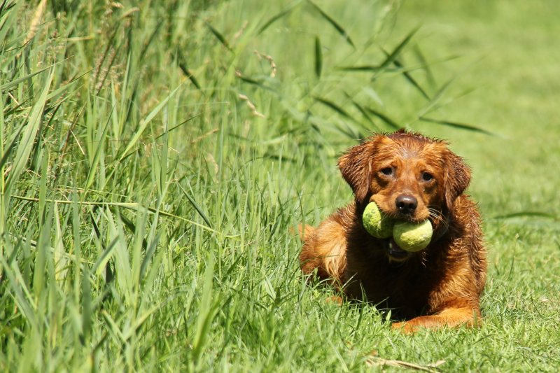 Sunny Jansen Hiken met je hond