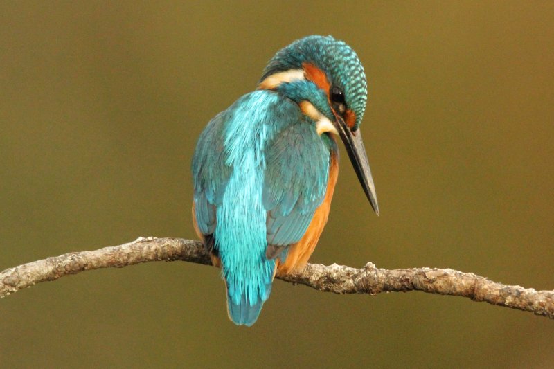 Sunny Jansen natuurfotografie IJsvogel